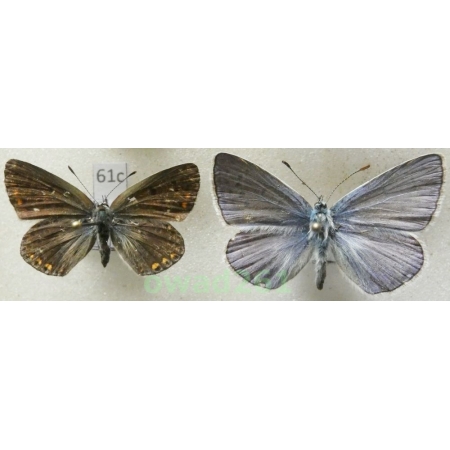 Polyommatus thersites (Cantener, 1835) pair Poland61c